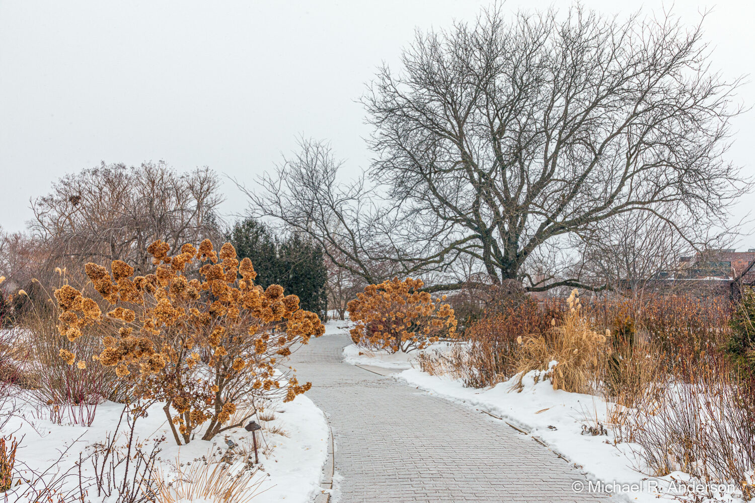 A Walk in a Garden