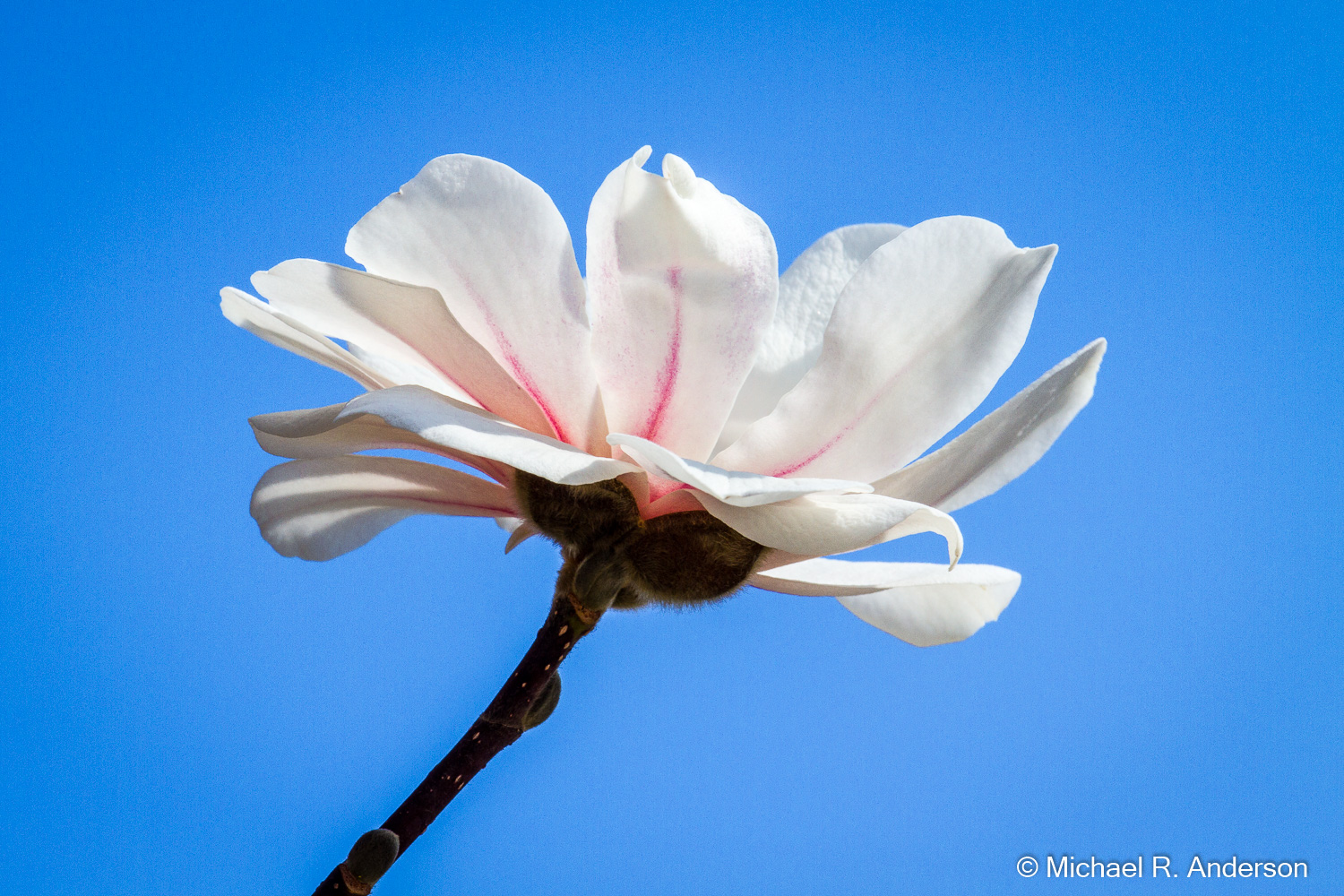 Let there be flowers!