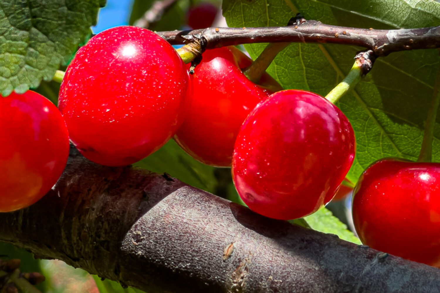 Our Time on the Island 2025