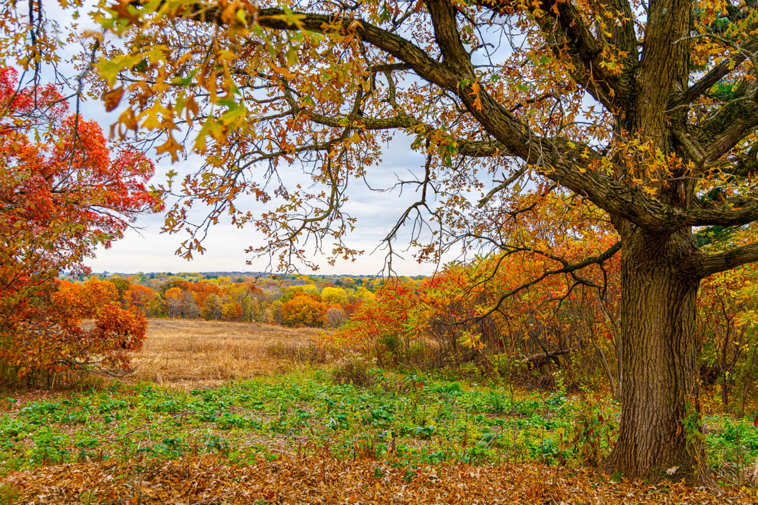 Songs of the Seasons